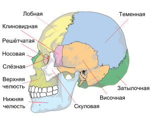 300px-Human_skull_side_simplified_(bones)_ru.svg